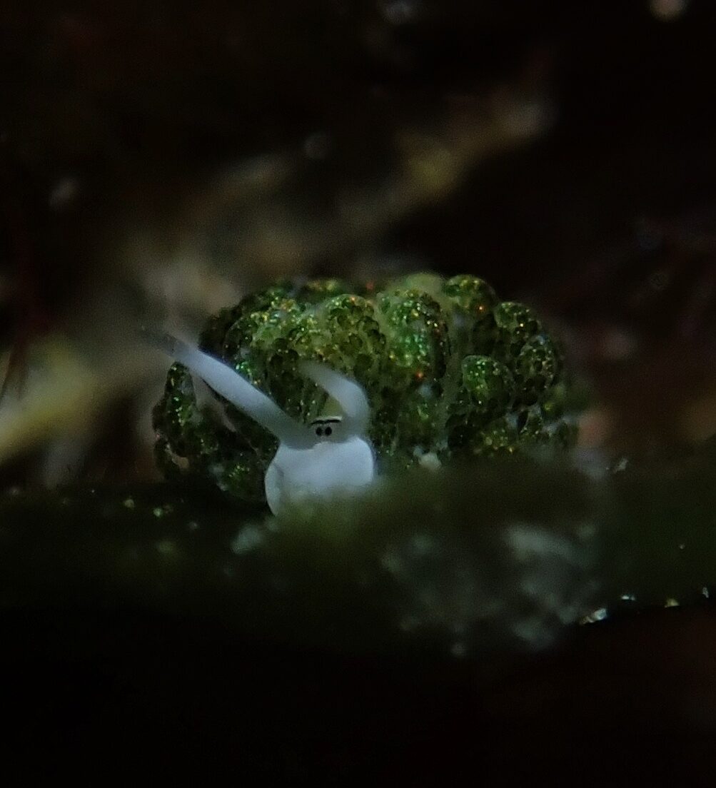 Macro diving in the Maldives - Shaun the Sheep nudibranch