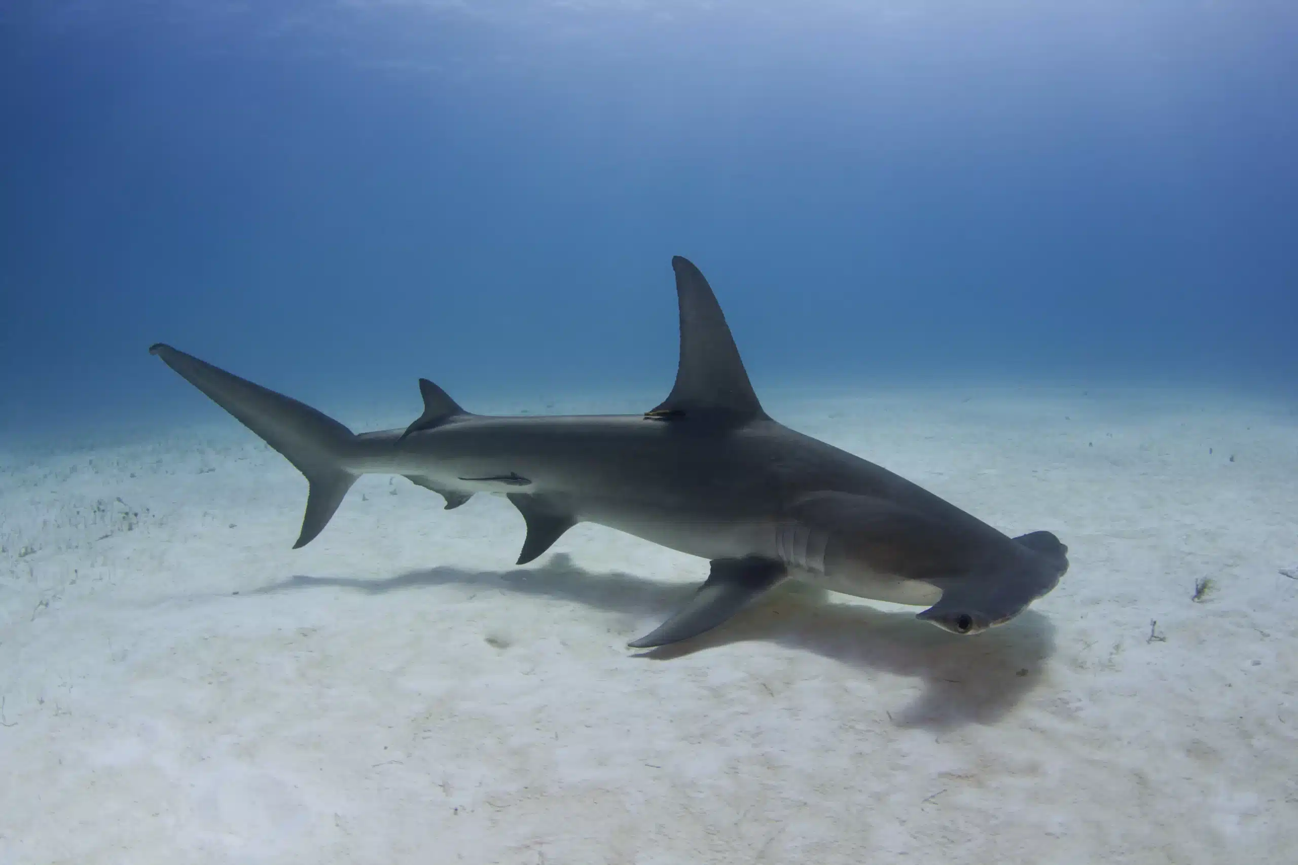 Scuba Diving in the Maldives Hammerhead Pelagic shark