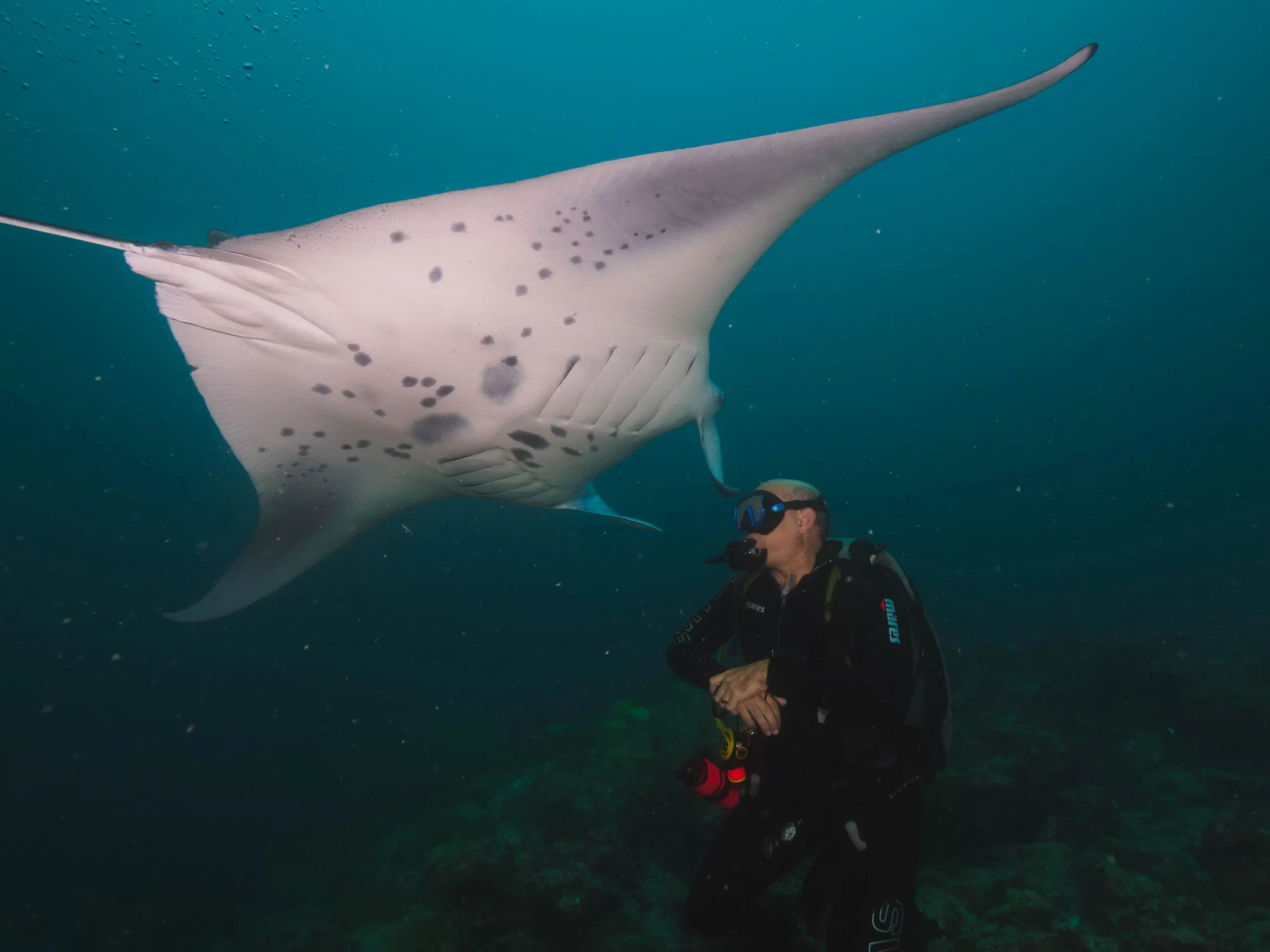 Scuba Diving in the Maldives Arora Virgo Liveaboard